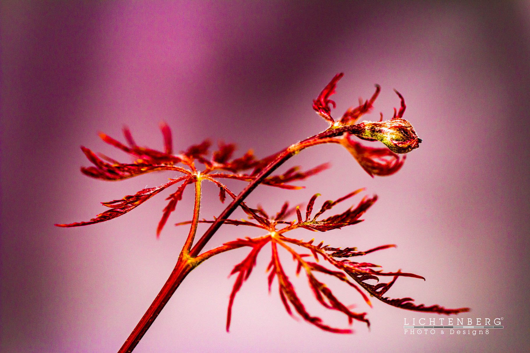 Zauberhafter Rotahorn in Purpur vor Magenta | Enchanting red maple in front of pink