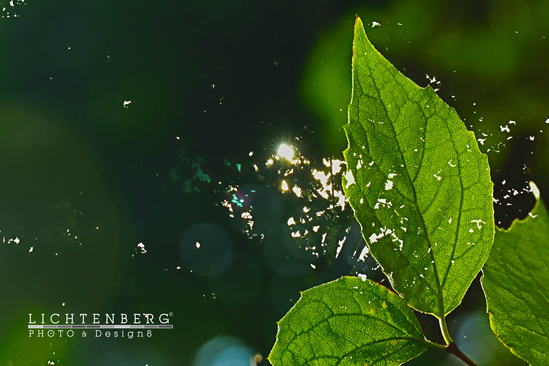 Sonnenblinzeln durch das Blatt