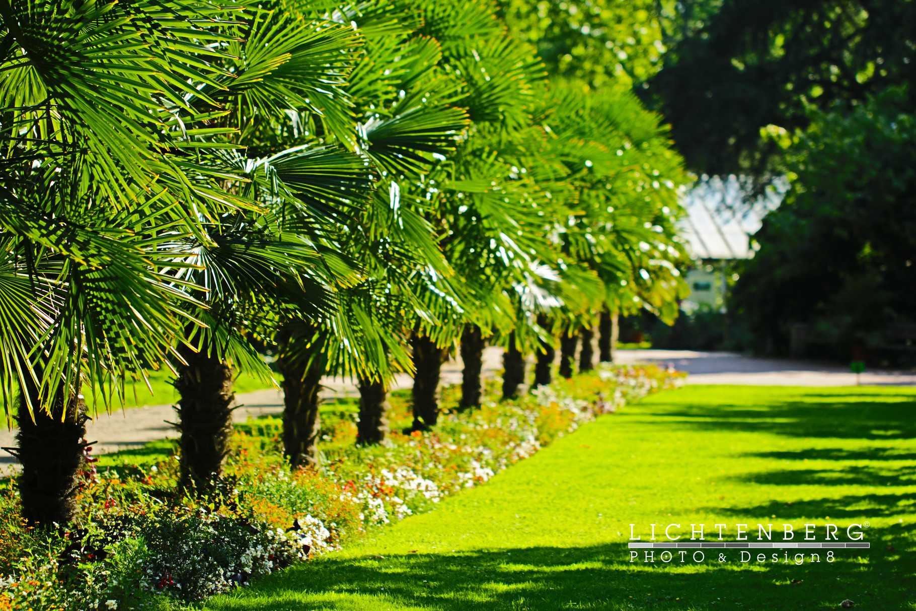 Palmen Allee im Park |  Palm-lined avenue in the park