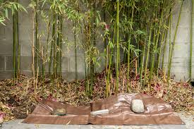 Tout ce qu'il faut savoir avant d'utiliser le bambou dans le