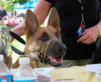 Woofstock 2012