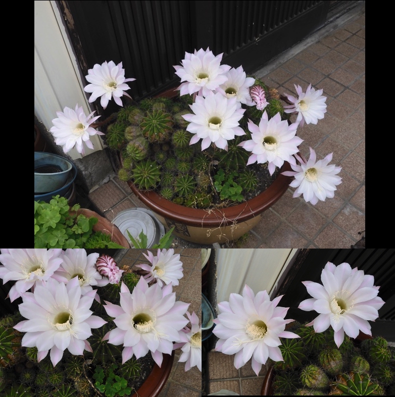 サボテンの花その２