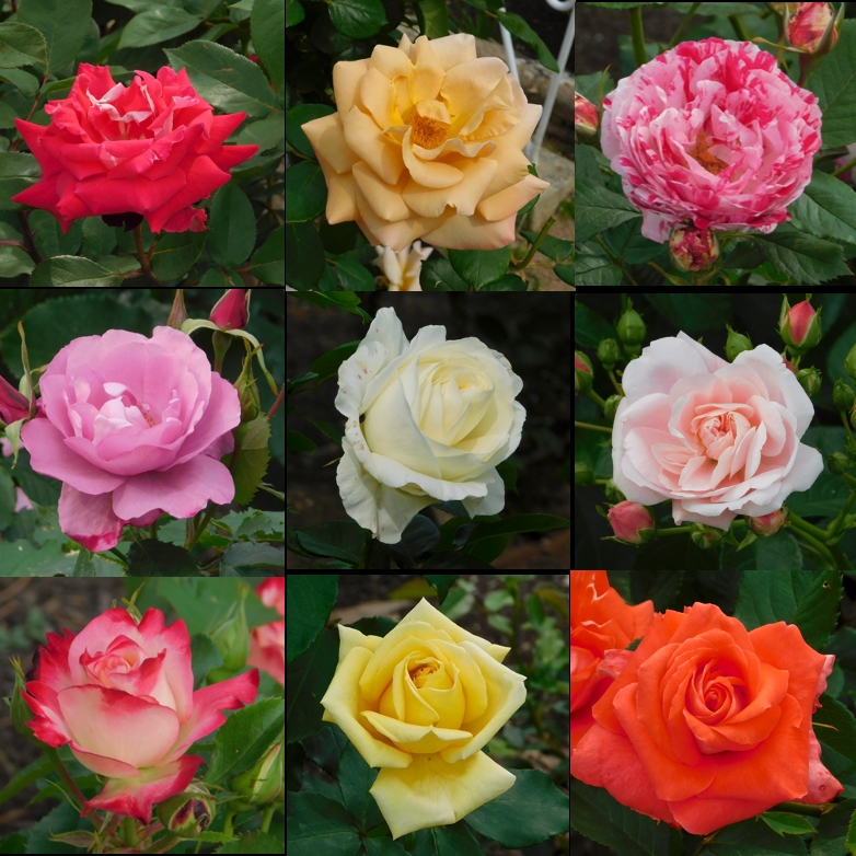 2019年の薔薇その３