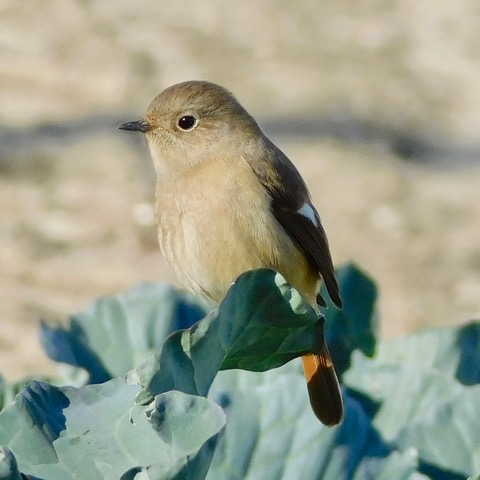葉物野菜にジョウビタキ（雌）