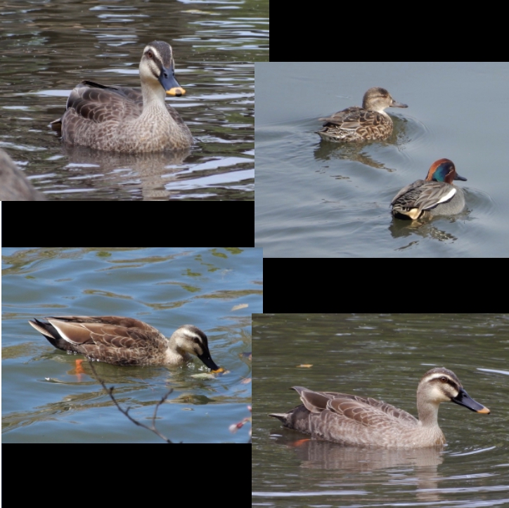 新川、萱津陽水の水鳥