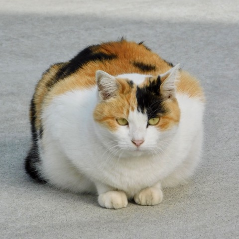 睨めっこ、引き分け