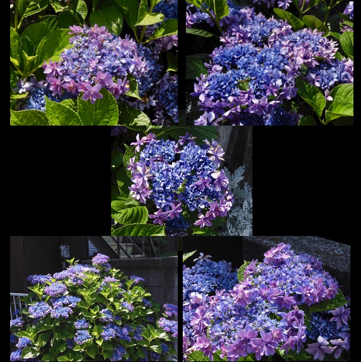 紫陽花その５