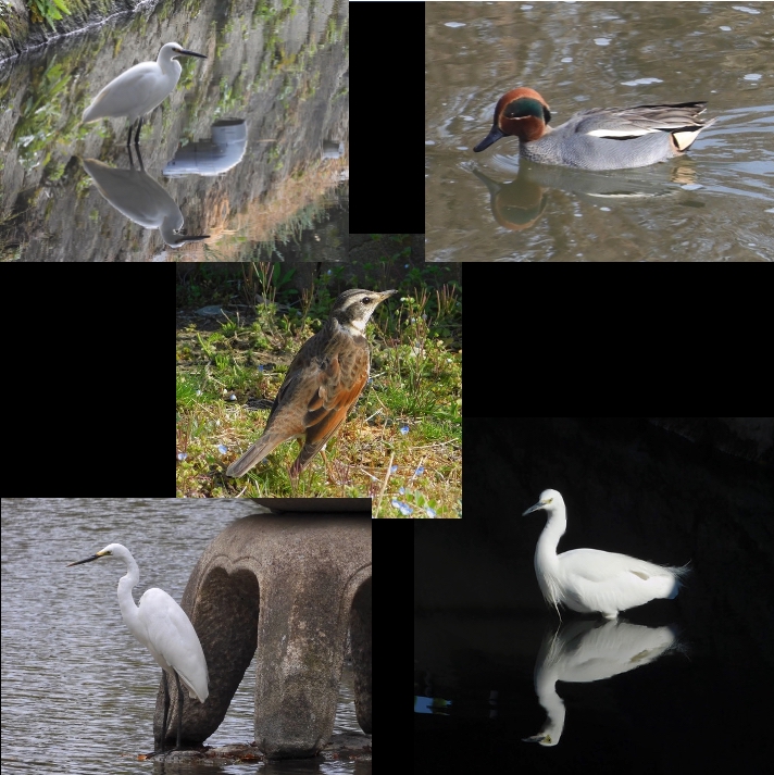 2020年の鳥さん