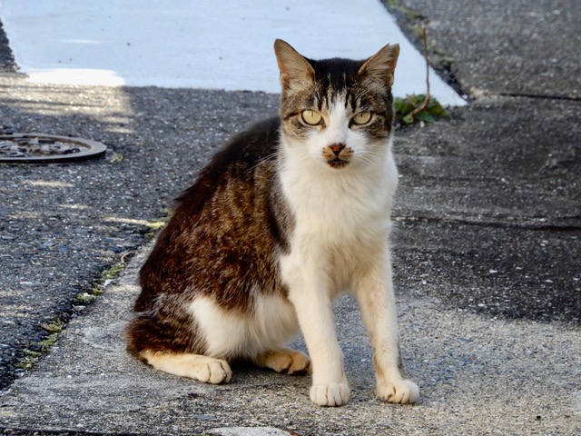 今月のにゃん、その１