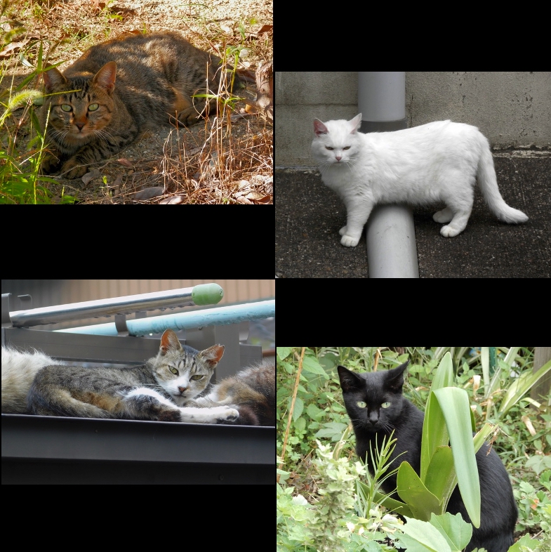 近所のノラ、地域猫２０２０