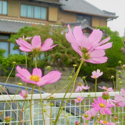 秋桜２０２３その３