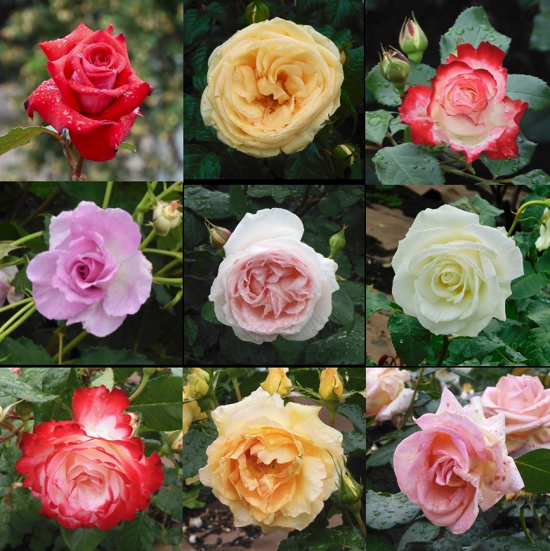 2025年の薔薇、その１０