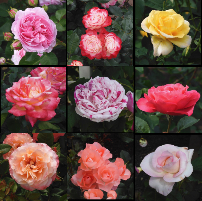 薔薇トピック２０２１−５