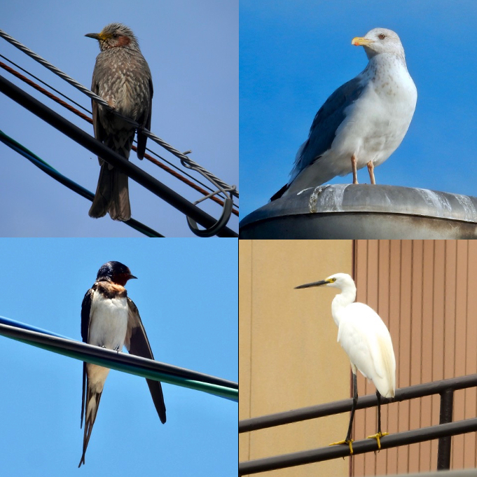 鳥さん２０１８