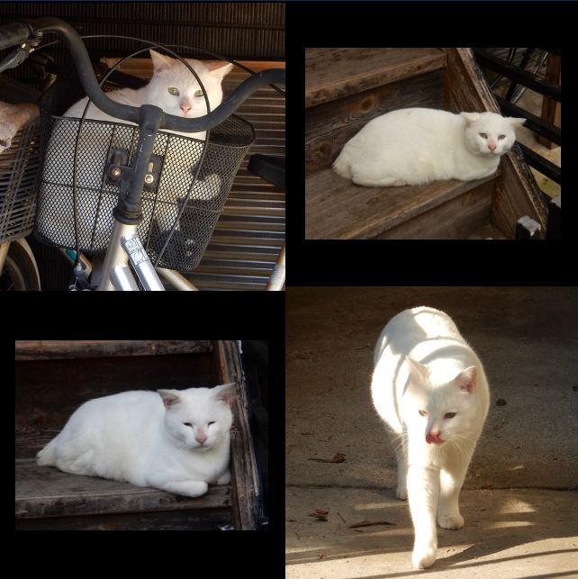 階段の猫（白）アーカイブ３