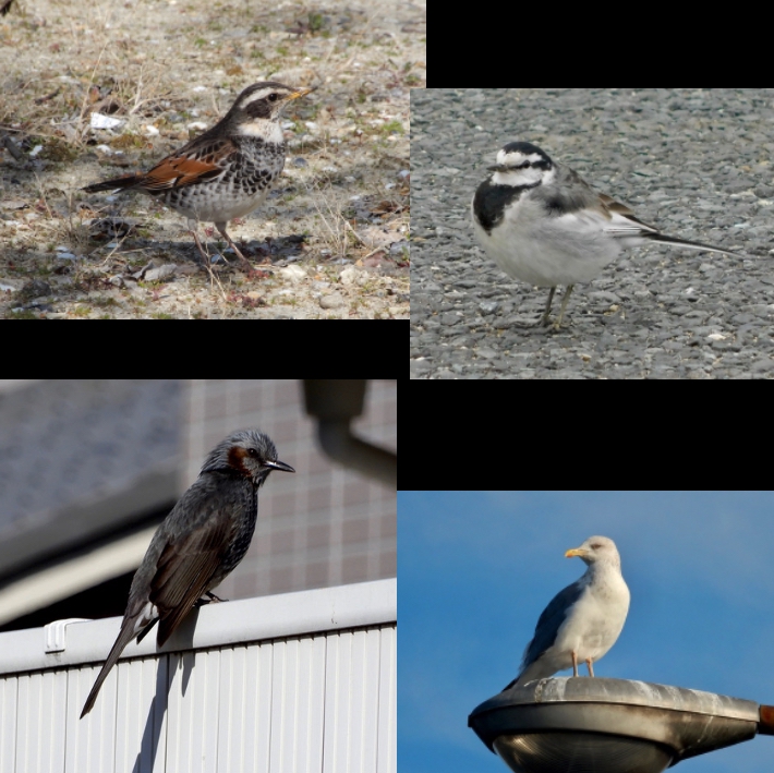2019年の鳥さんその２