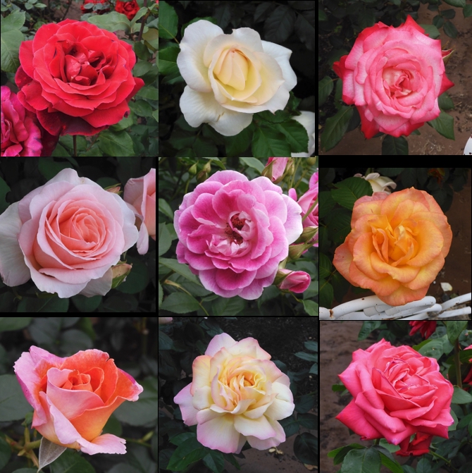 ２０２６鶴舞の薔薇