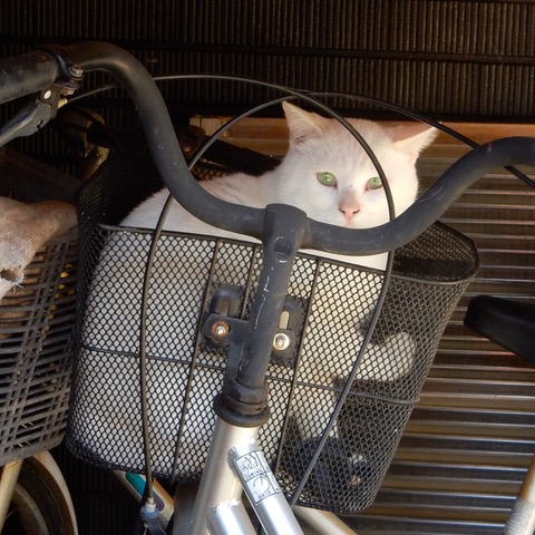 猫写真傑作選その１