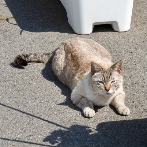 近所の飼い猫 2021年