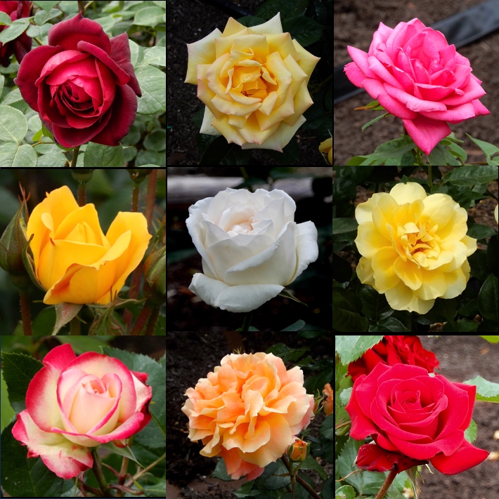 2017年の薔薇その４