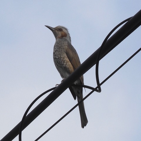 今朝の鳥