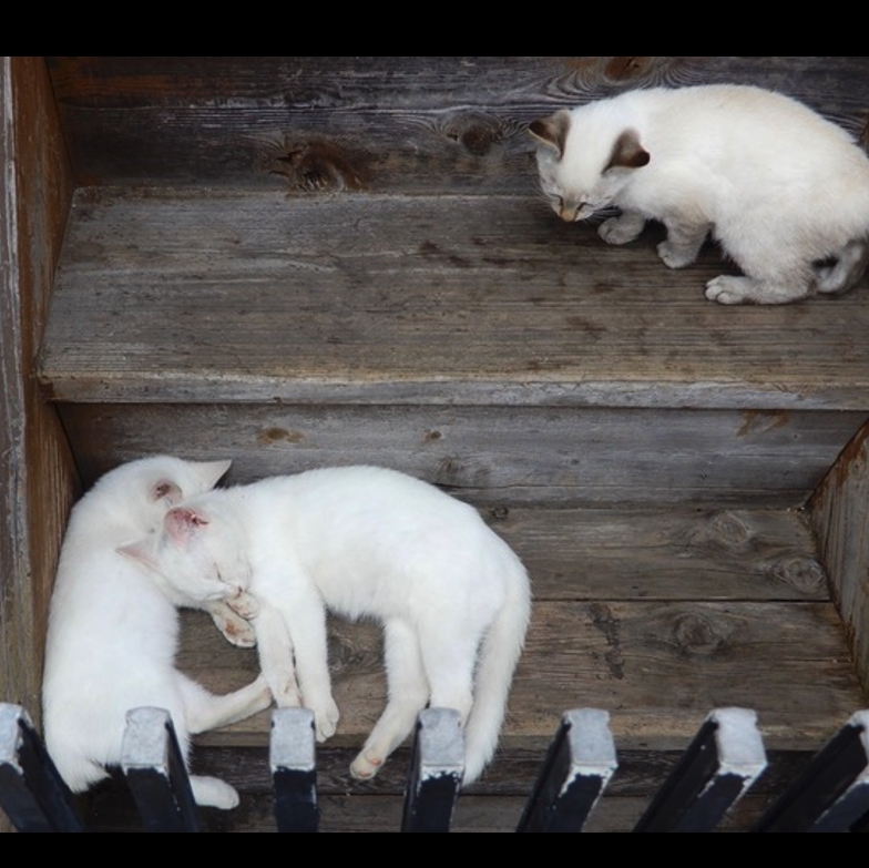 階段に猫がおんねん〜番外編