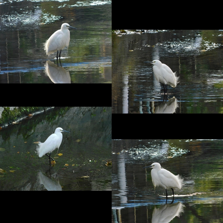 コサギ４態