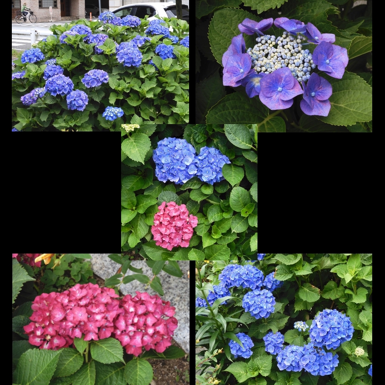 池下の紫陽花 ６月９日