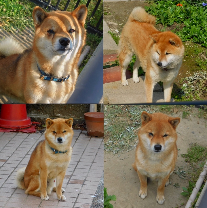 仲良しさん（犬）