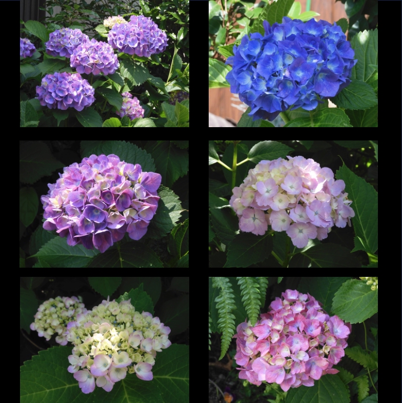 紫陽花その２