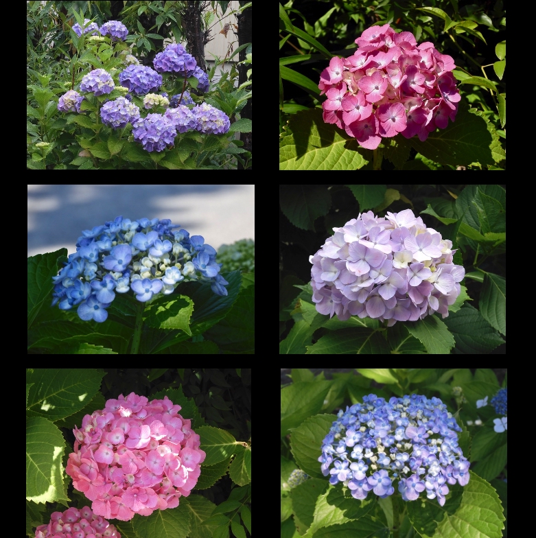 紫陽花その３