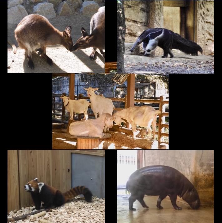 東山動物園、2018年のボツショット