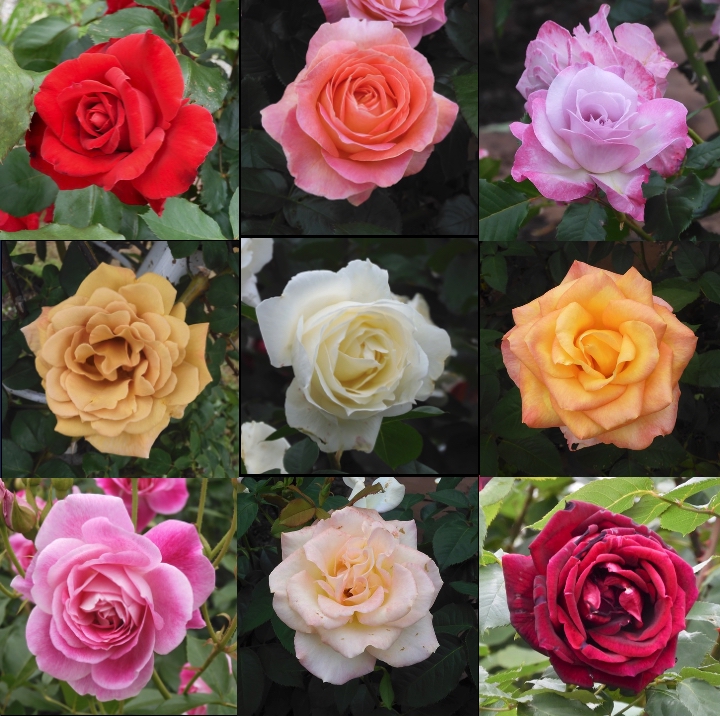 ２０２６鶴舞の薔薇その４