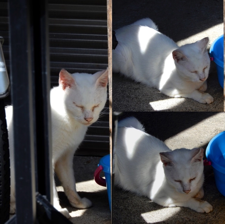 眠い猫