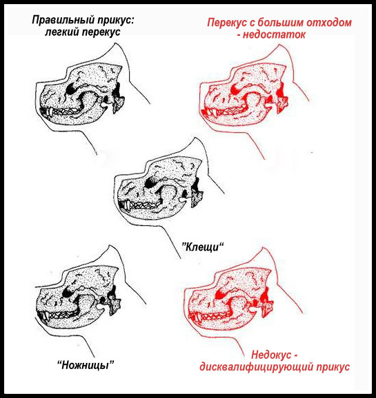 интересный плотный перекус у кане корсо фото наглеть