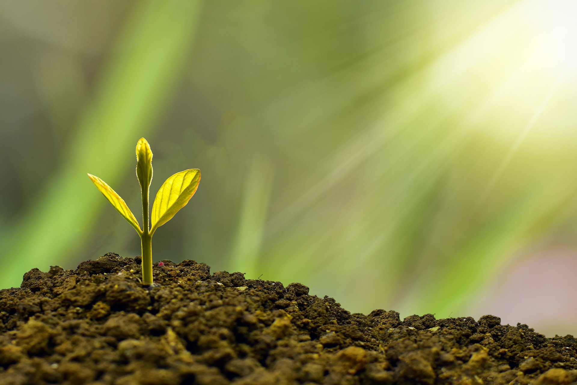 Van proberen kan je leren: 3 tips voor een growth mindset
