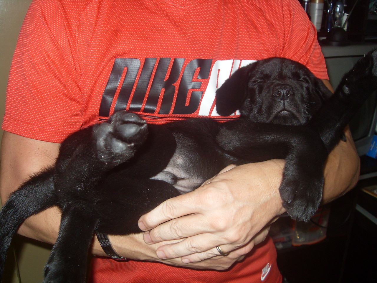 Beratung,Ernährungsberatung Braver Hund Berlin