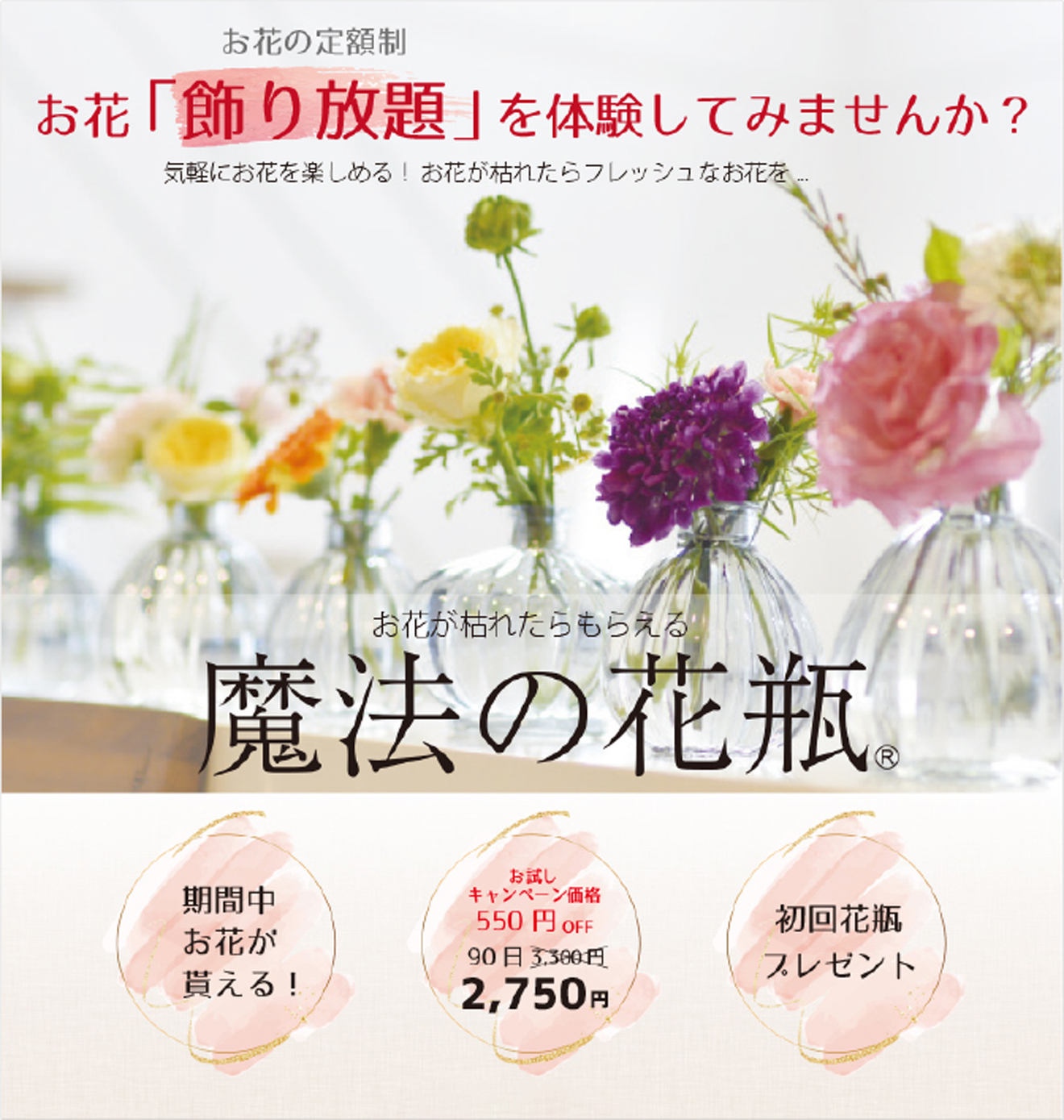 菊花石　★春の祭典フェア価格 ダリアとガーデンマム祭 | 世羅高原農場