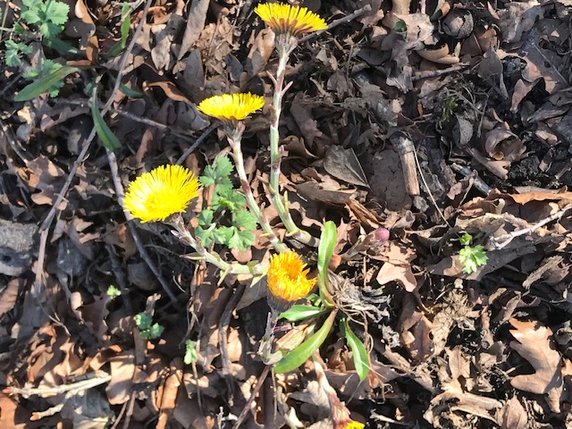 Huflattich / coltsfoot