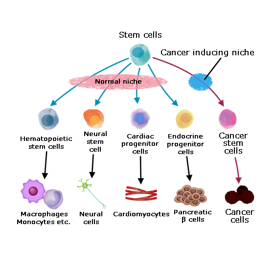 A cancer stem cell could be derived from normal stem cells