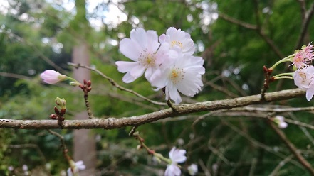 2017東慶寺　十月桜