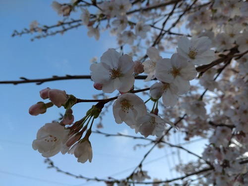 高松も桜が咲いていた