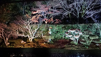 桂春院の庭がライトアップ。
