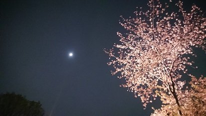 上野公園、満開の桜と月