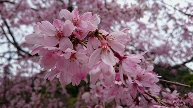 徳島中央公園のしだれ桜