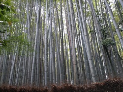 真っすぐの竹。