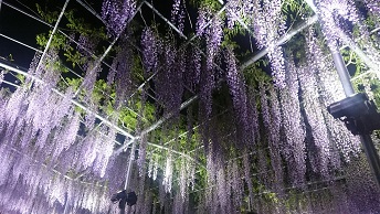 紫の藤の花のライトアップ
