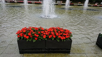 上野公園の噴水と赤い花