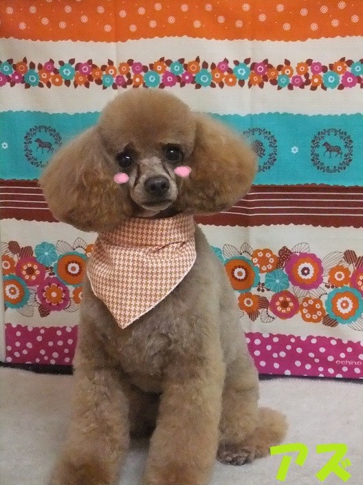 アズくん プリンちゃん Dog Salon Melty ページ