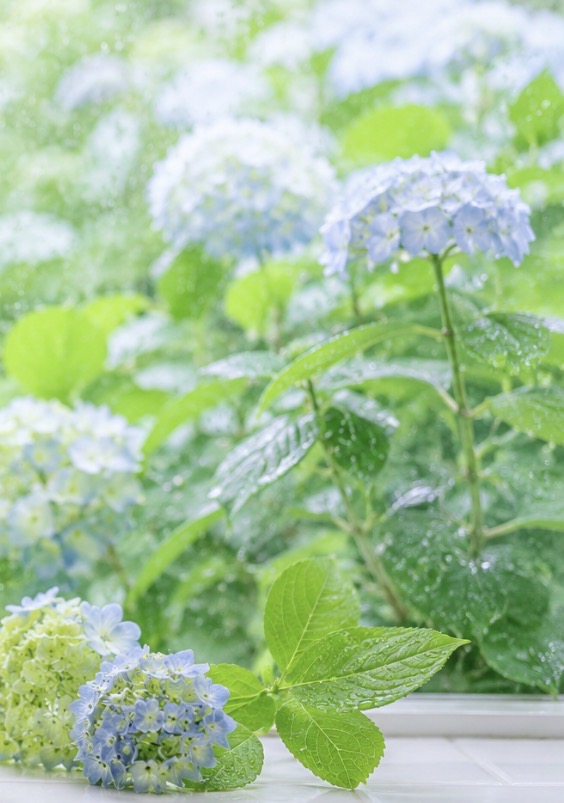 梅雨時期も気を付けたい、お口の健康管理